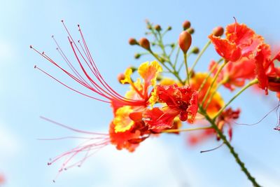 Low angle view of flowers against clear sky