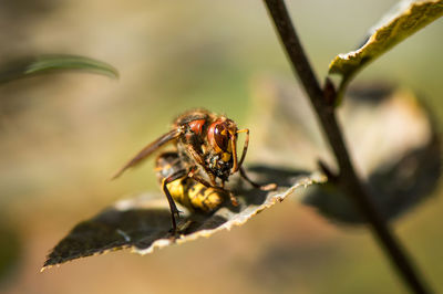 Close-up of insect with prey on leaf