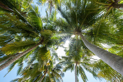 Low angle view of coconut palm trees against sky