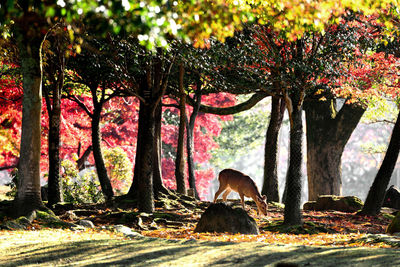 View of trees in a park