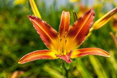 Close-up of red lily blooming outdoors