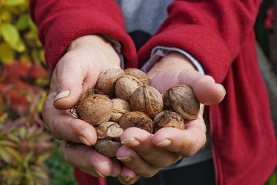 Close-up of hand holding berries