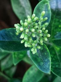 Close-up of water drops on plant