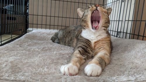 Cat resting on bed