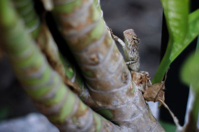 Close-up of insect on leaves