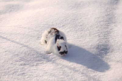 High angle view of snowshoe hare on field