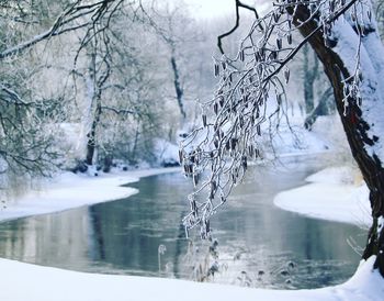 Frozen lake by trees during winter