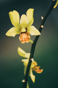 Close-up of yellow flowering plant