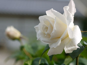 Close-up of white rose