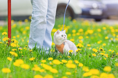 A white british cat walks with the owner on the grass with yellow dandelions, near a car park