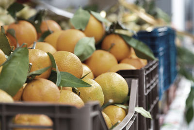 Close-up of fruits for sale at market stall