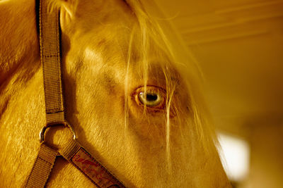 Close-up of a horse