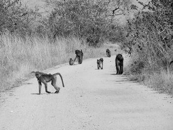 Monkeys on dirt road amidst dry plants