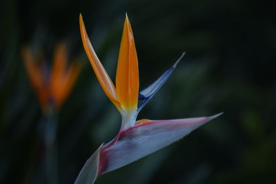 Close-up of orange flowering plant