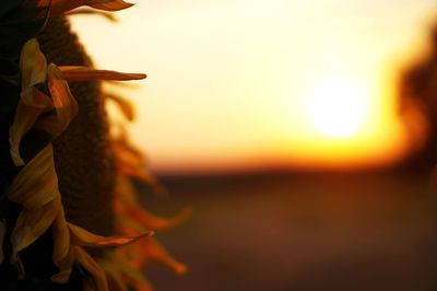 Close-up of plant against orange sky