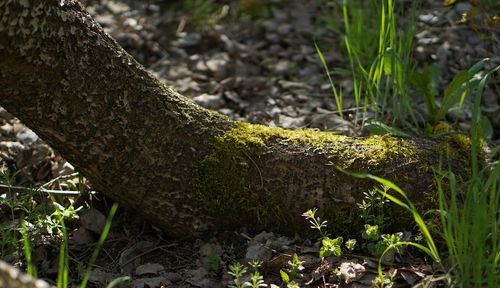 Close-up of tree trunk in forest