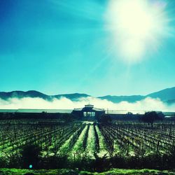 Scenic view of field against blue sky