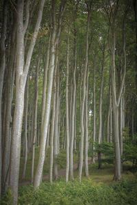 View of trees in forest