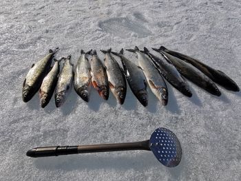 Ice fishing, zero risk for virus