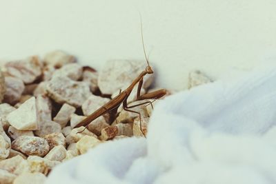 Close-up of grasshopper on stones