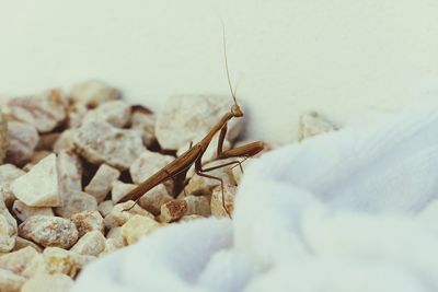 Close-up of insect on bed