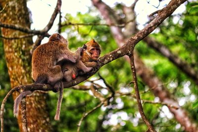 Low angle view of monkey sitting on tree in forest