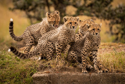 Cheetah on field in zoo