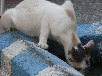 Close-up of cat