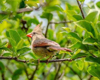 Close-up of bird perching on branch