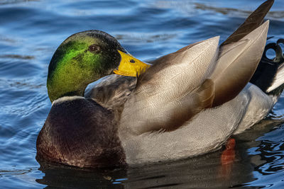 Close-up of mallard ducks swimming in lake