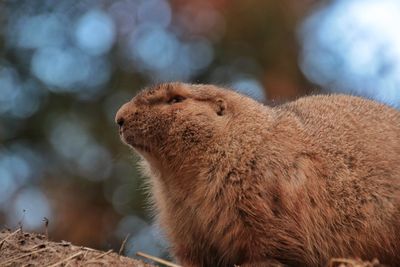 Close-up of squirrel