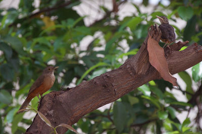 Low angle view of bird perching on branch