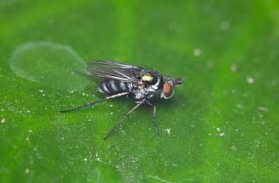 Close-up of fly on leaf