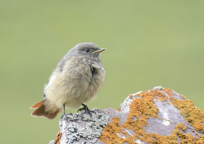 Close-up of bird perching outdoors