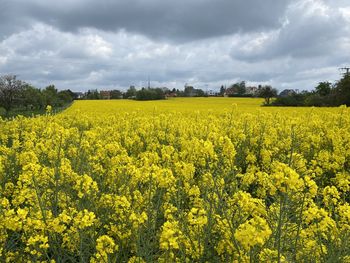 Scenic view of oilseed rape field against cloudy sky