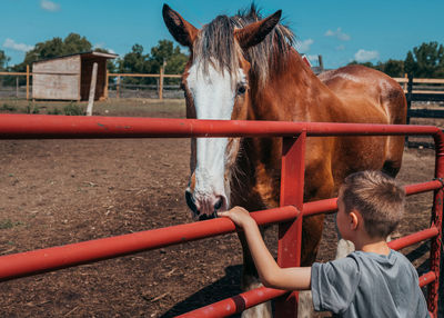 Rear view of boy standing by railing with horse on field