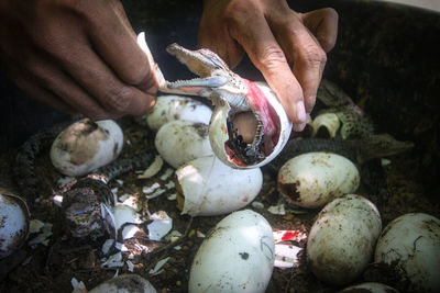 Hands holding hatching crocodile eggs