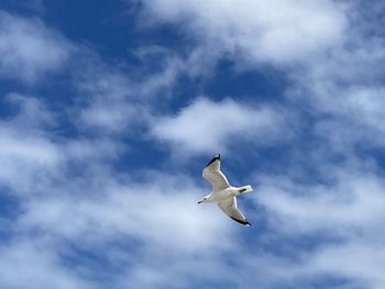 Low angle view of seagull flying against sky