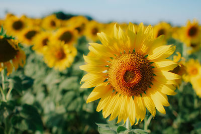 Close-up of yellow flowering plant against sky