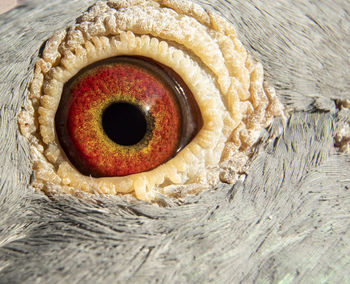 Macro shot of bread with hole