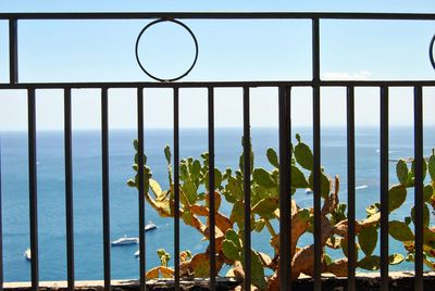 Close-up of plants against sea