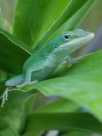 Close-up of lizard on leaf