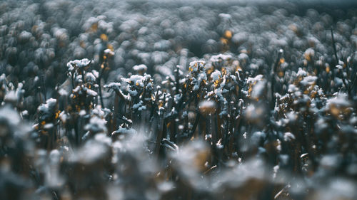 Close-up of plants during winter