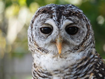 Close-up portrait of a bird