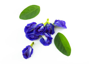 Close-up of purple flowering plant against white background