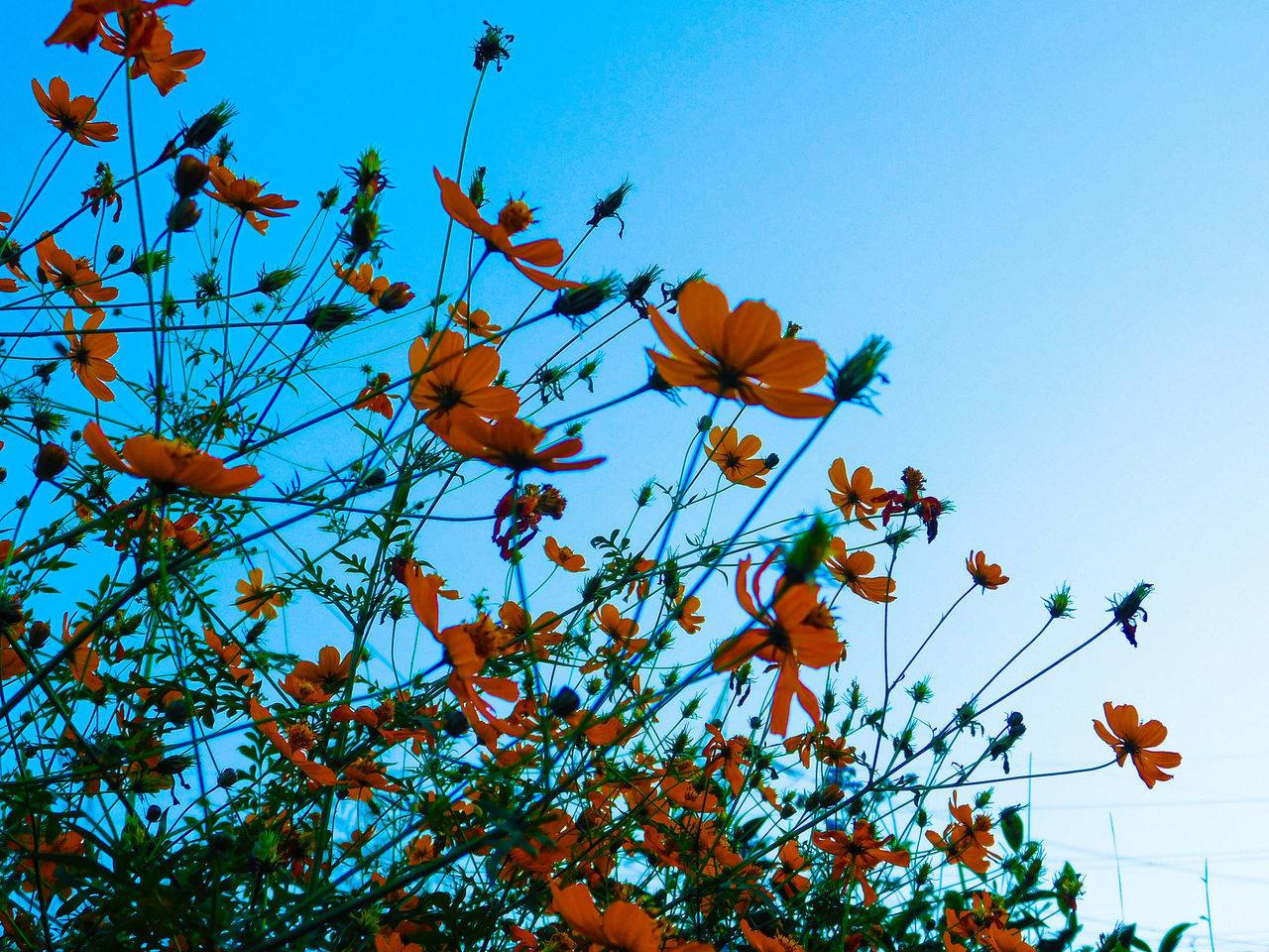 LOW ANGLE VIEW OF ORANGE FLOWERING PLANT AGAINST BLUE SKY