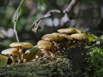 Close-up of mushroom growing on field