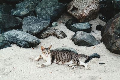 Cat lying on rock