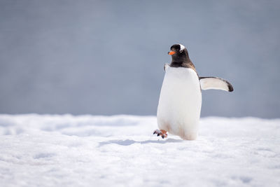 Gentoo penguin almost overbalances crossing sunlit snow