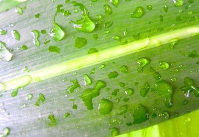 Full frame shot of wet leaf